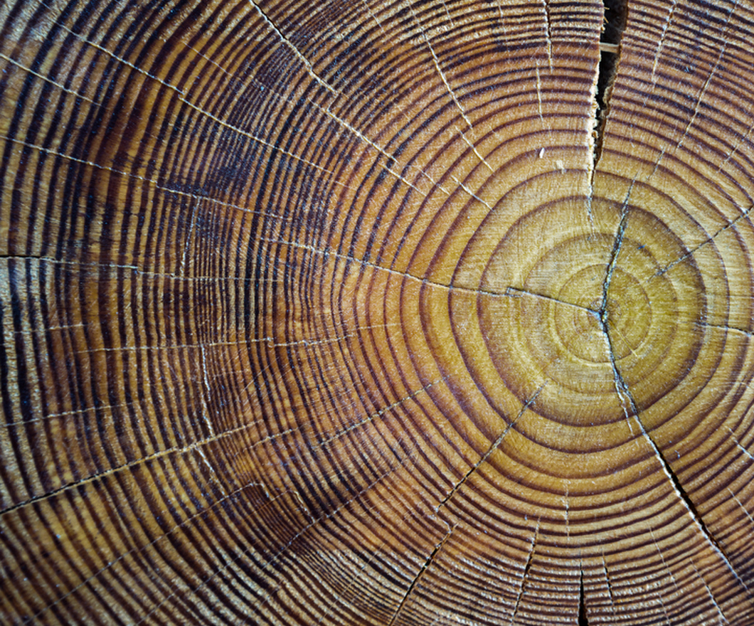 Tree core showing cracks and numerous tree rings