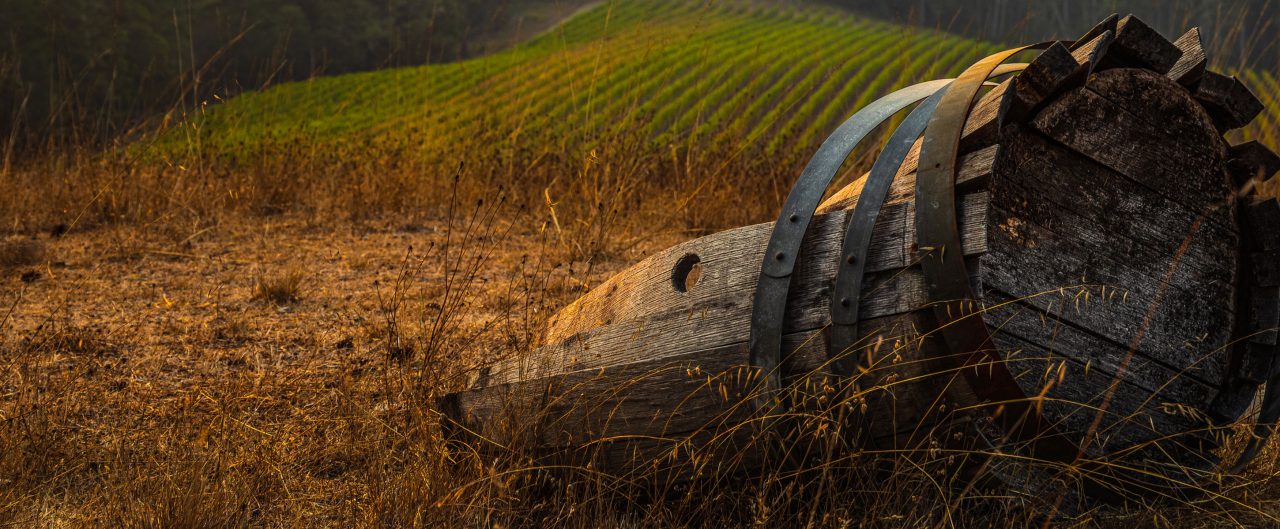 Old broken wine barrell in vineyard