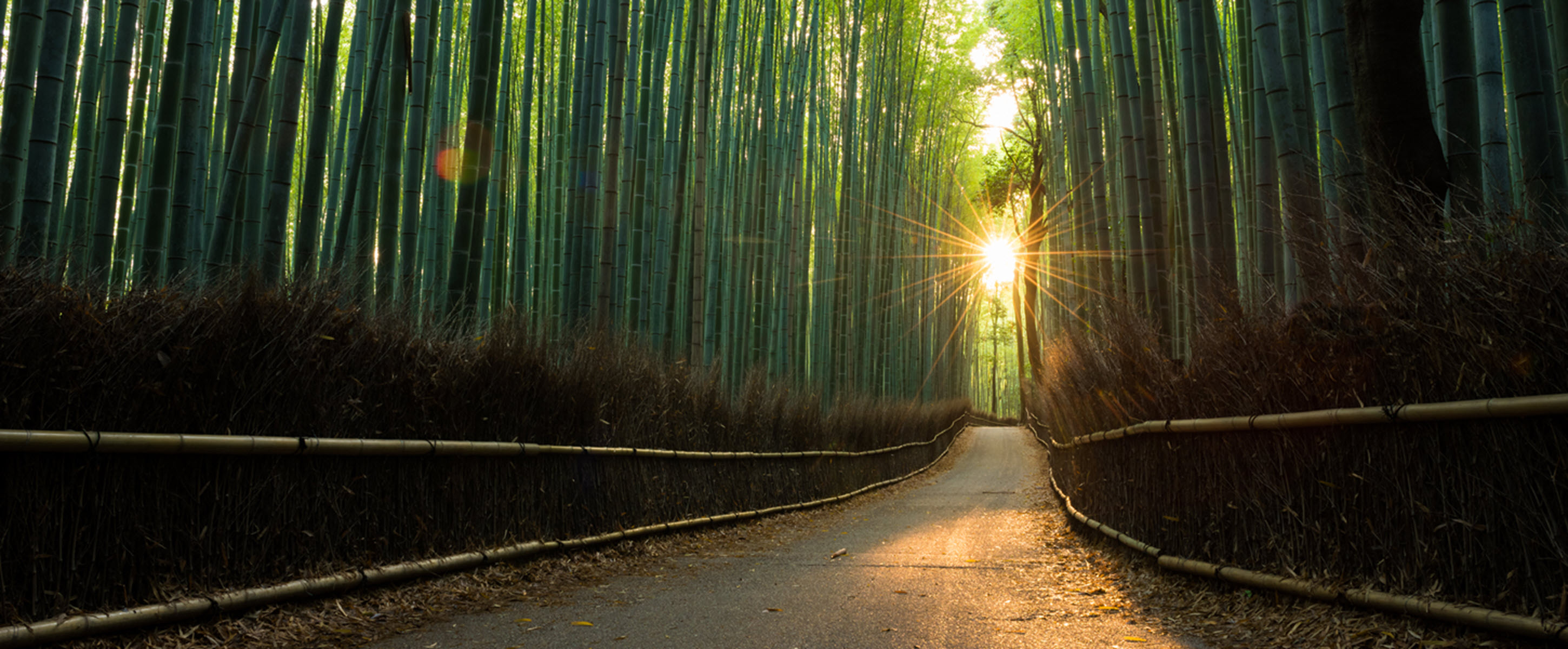 Sun coming through the trees on a winding path