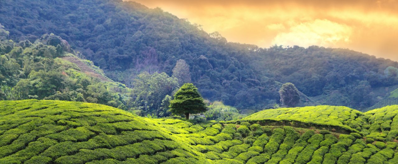 2022 Greater China EFT Survey-banner tea plantations sunset