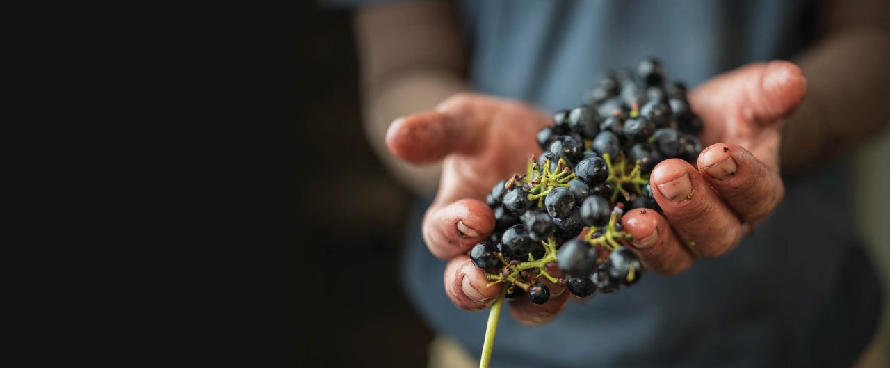 Hands holding grapes on a pedicel