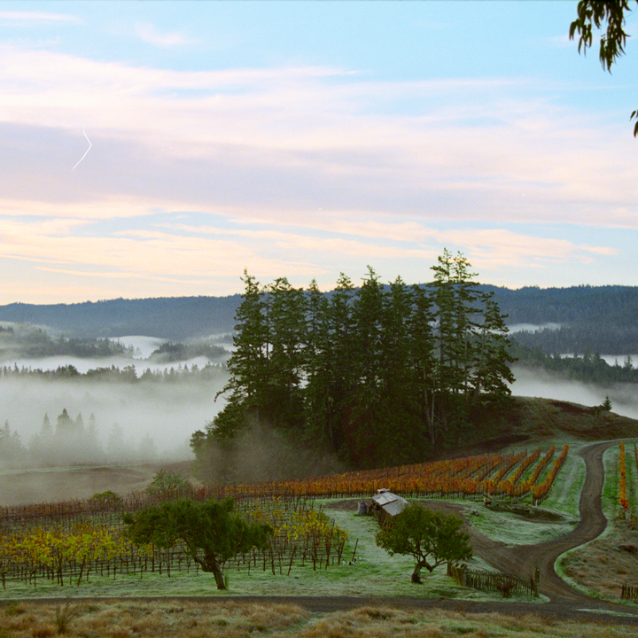 Ariel view of vineyard with fog