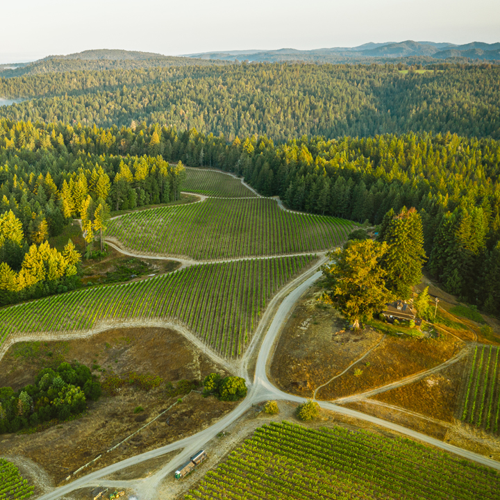 Ariel view of wine vineyard