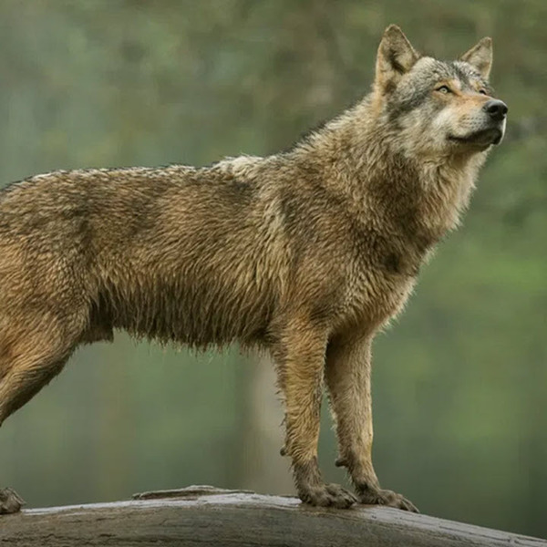 Wolf standing on a tree trunk