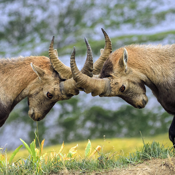 2 Animals Locking Horns in the Wild