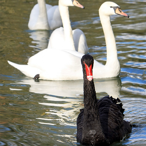 3 white swans and 1 black swan in the water 