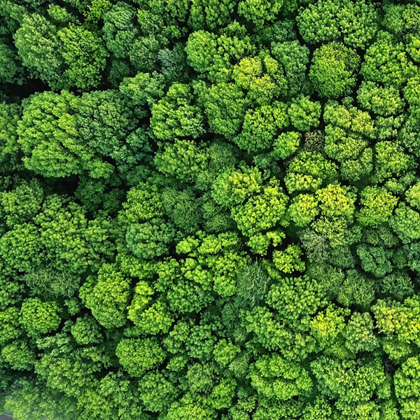 Aerial view green forest foliage summer warm sunlight. Natural green background. 