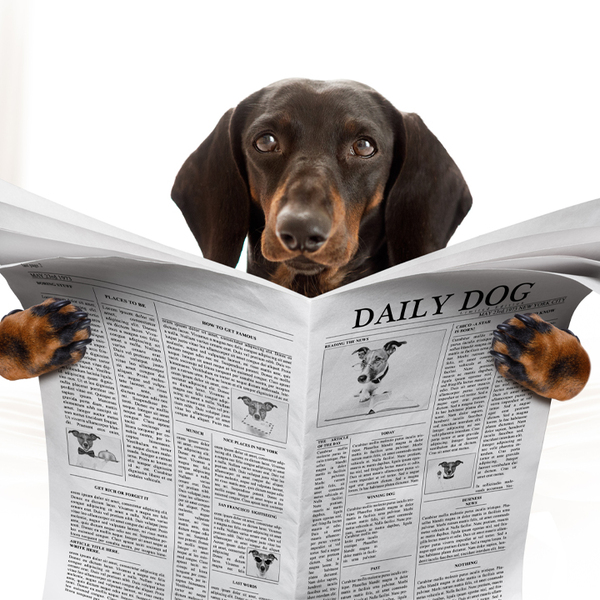 Dog reading a newspaper