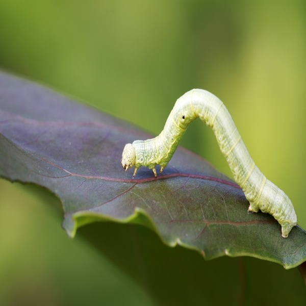  a green inch worm on a leaf