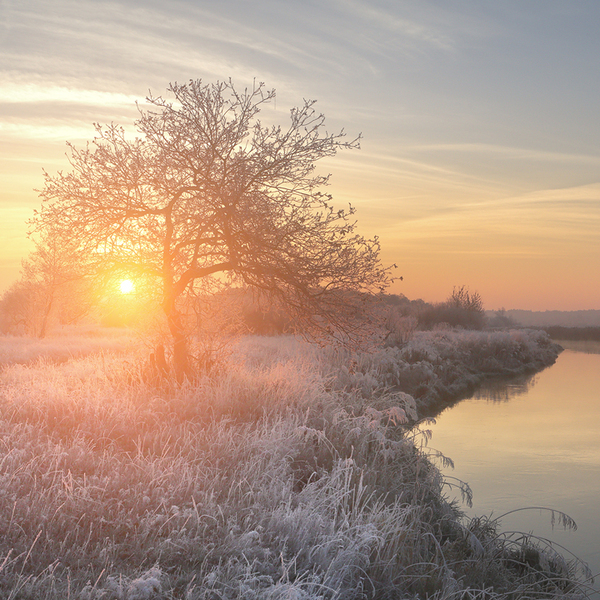 Frosty winter morning. Bright winter sun shine on hoarfrost on grass through alone tree. Panoramic view on winter sunrise.