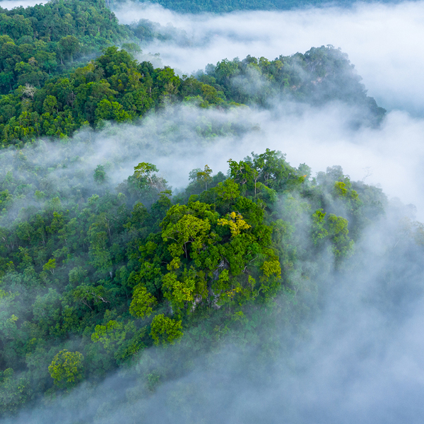 Aerial view of morning mist at tropical rainforest mountain, background of forest and mist