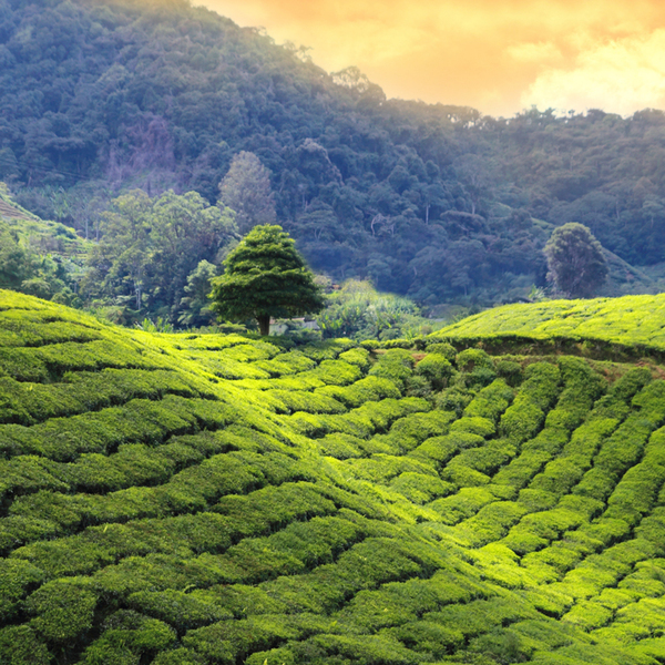 tea plantations sunset