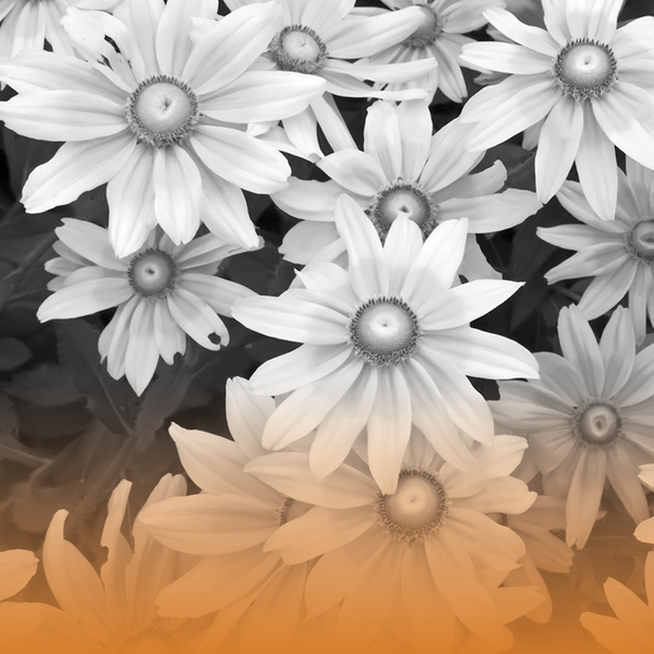Black and white image of flowers