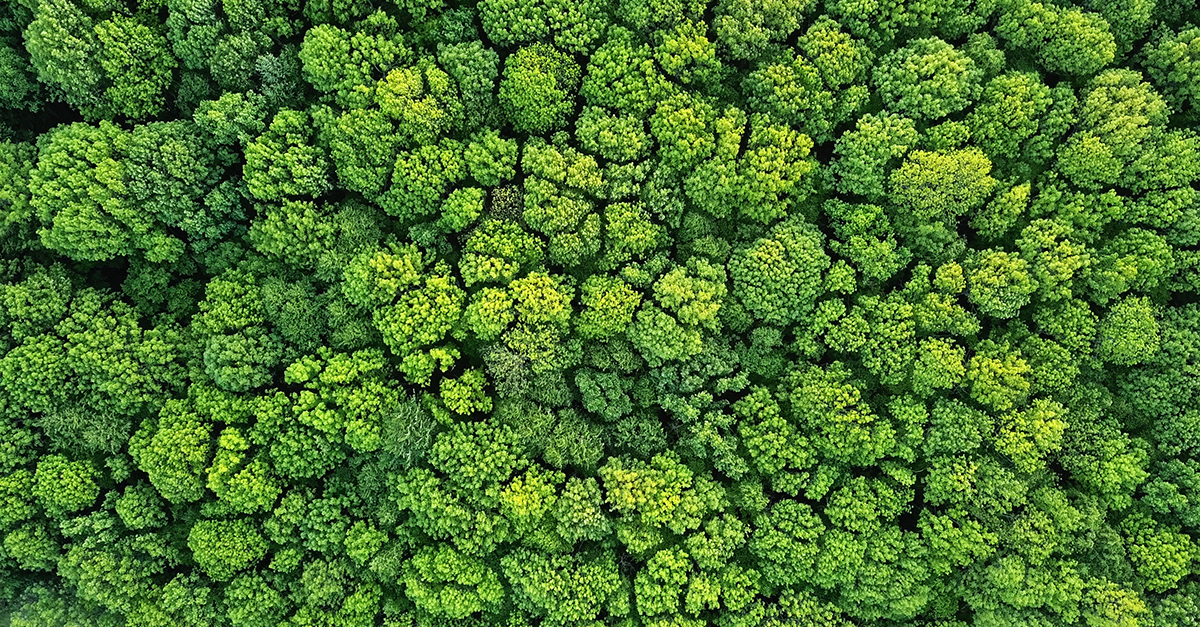 Aerial view green forest foliage summer warm sunlight. Natural green background. 