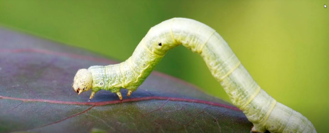  a green inch worm on a leaf.