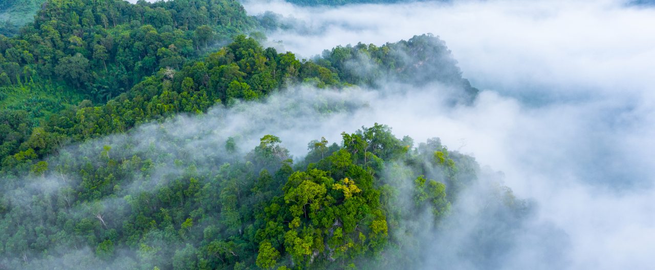 Aerial view of morning mist at tropical rainforest mountain, background of forest and mist