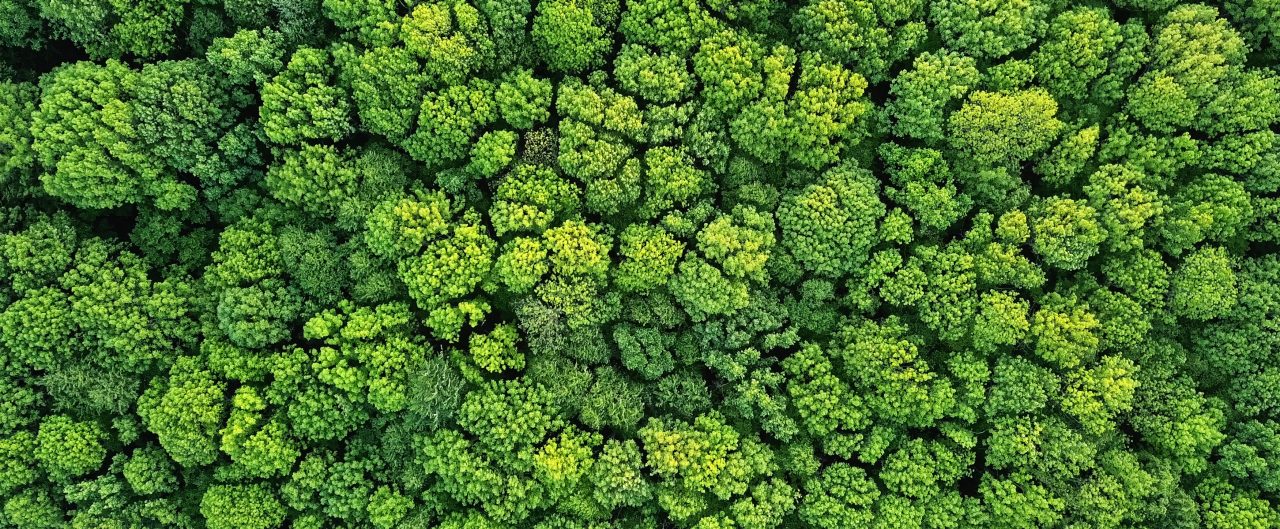 Aerial view green forest foliage summer warm sunlight. Natural green background. 