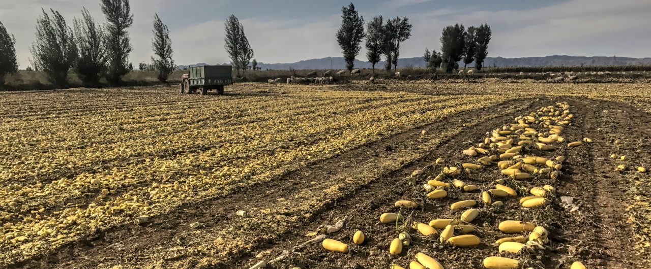 Pumpkin field in China
