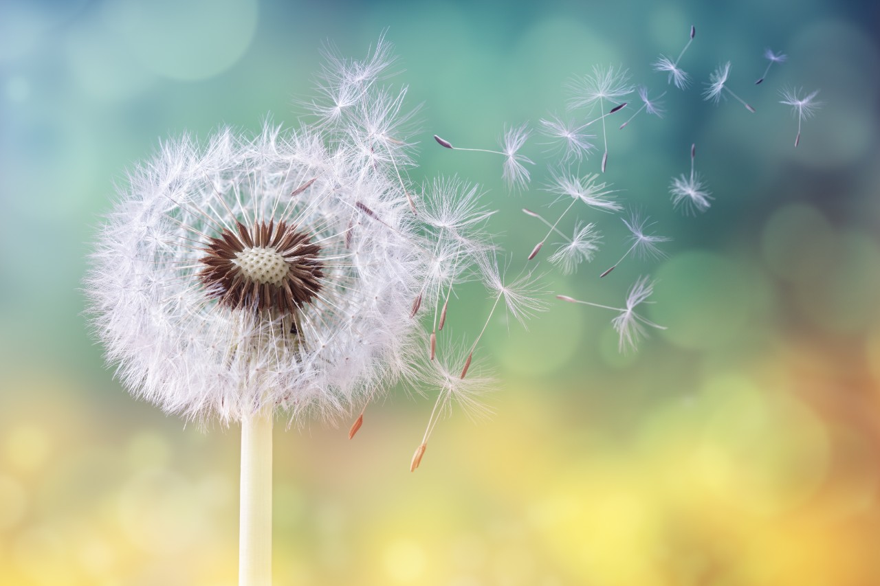 Dandelion seeds blowing in the wind