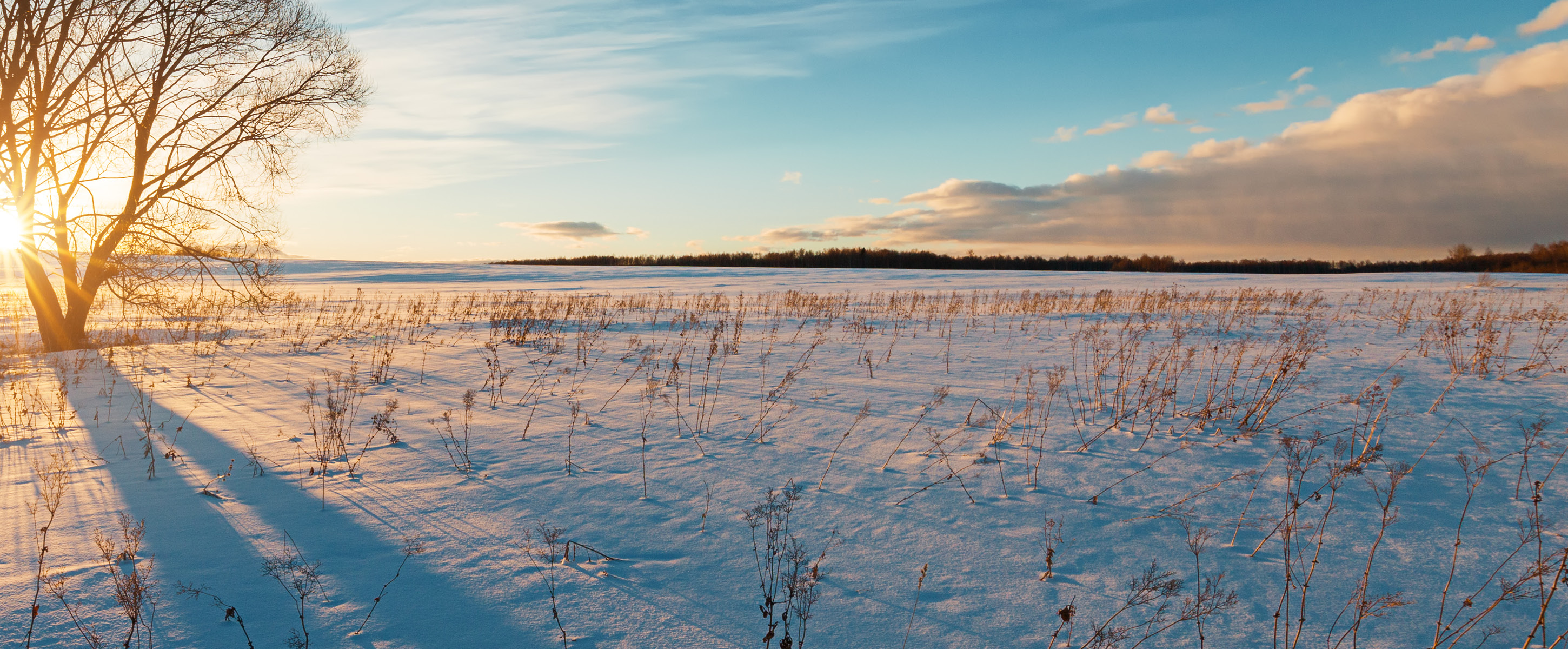 Winter landscape 