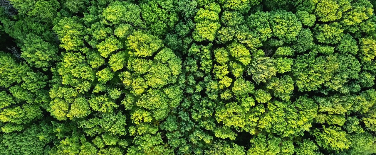 Aerial viev deciduous forest. Ecological environment concept. Natural background. Photo from the drone