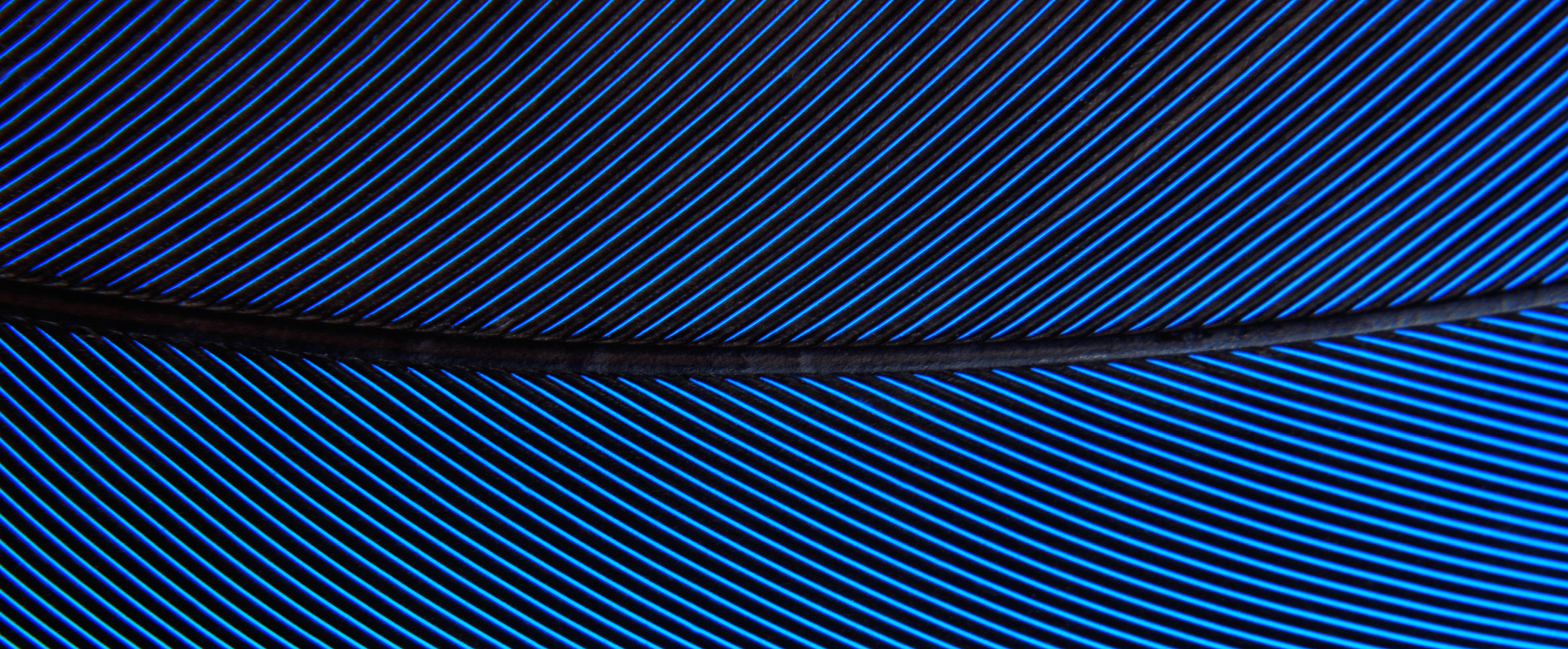 parrot feather macro texture
